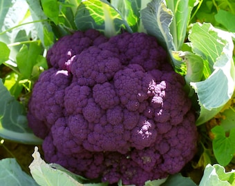 200+ Cauliflower Seeds- Sicilian Violet (Purple)- Heirloom
