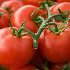 50+ Arkansas Traveler Heirloom Tomato Seeds- Heirloom Variety