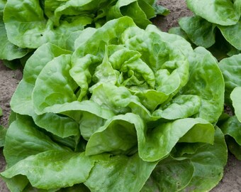 Buttercrunch Heirloom Lettuce Seeds- 1,000+ seeds