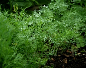 1,300+ Dill Herb Seeds- Bouquet