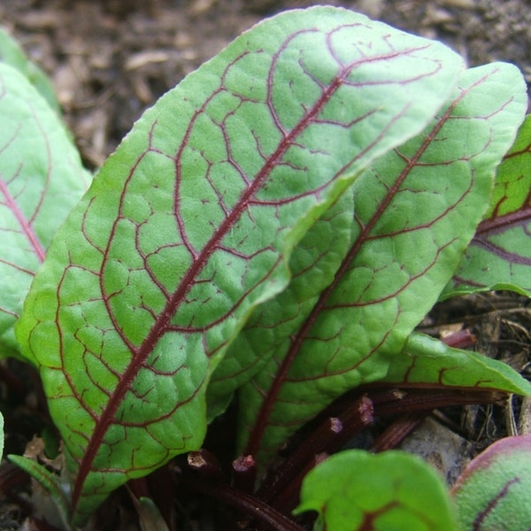 Sorrel Seeds- Blood-Veined-  Heirloom Green- 200+