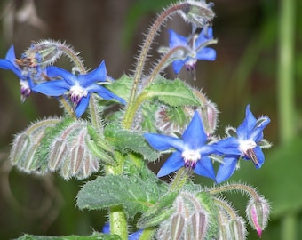 200+ Borage Seeds- Heirloom Herb Variety