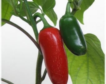 75+ Jalapeno Pepper Seeds- Heirloom