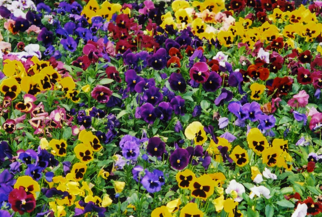 1,000 Pansy Seeds 1.36g. Swiss Giants Mix Flower Seeds - Etsy
