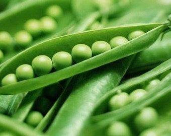 50+ Pea Seeds- Green Arrow Heirloom