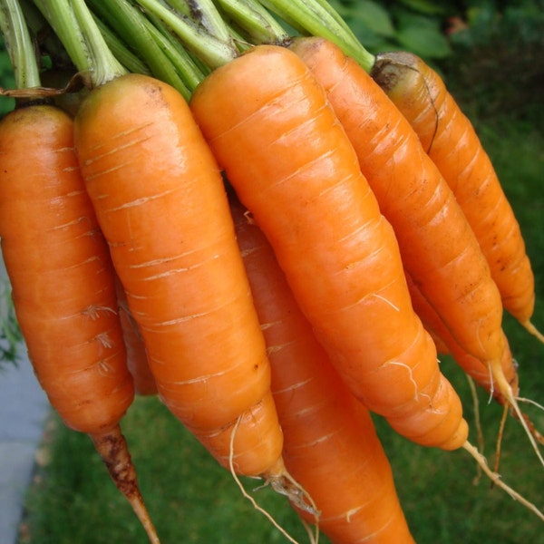 1,000+ Carrot Seeds- Scarlet Nantes Heirloom