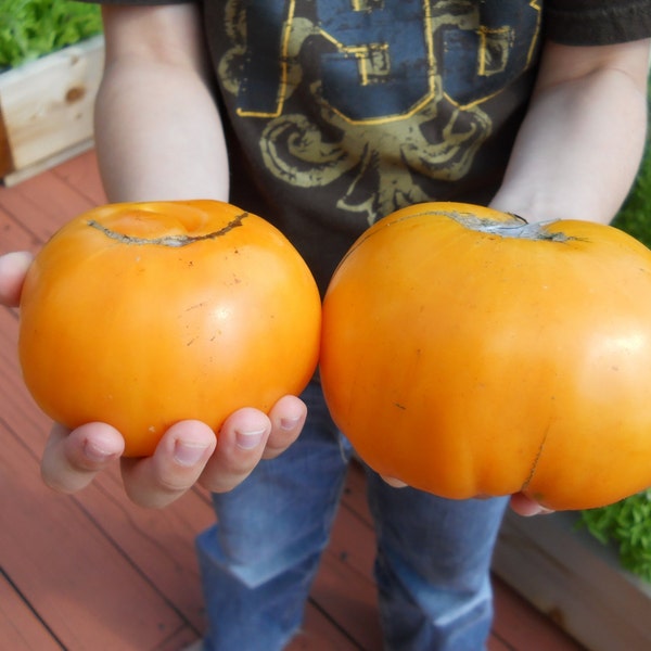 Orange Kentucky Beefsteak Tomato Seeds- Organic- 25+ Seeds