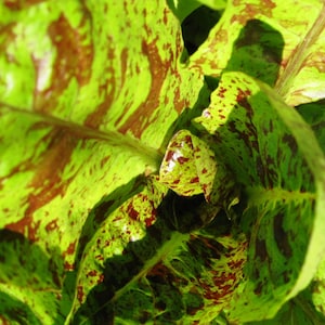 May include: Close-up of a red and green lettuce plant with a mottled pattern. The leaves are curled and overlapping, creating a textured surface.