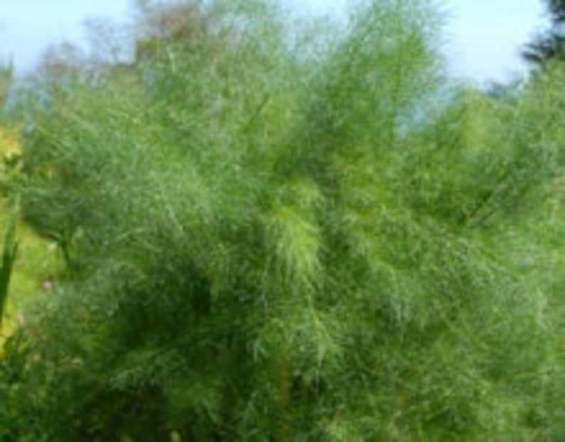 Fennel Wild Italian Seeds Heirloom 100 Seeds Etsy
