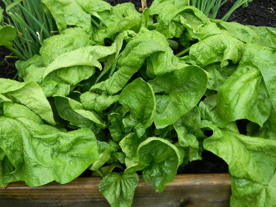 Spinach Seeds Organic Gigante D'inverno 200 Etsy