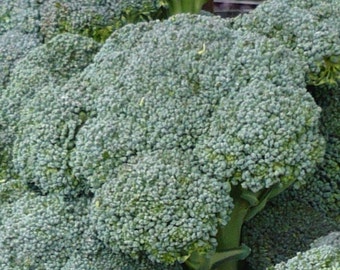 500+ Broccoli Seeds- Waltham Heirloom