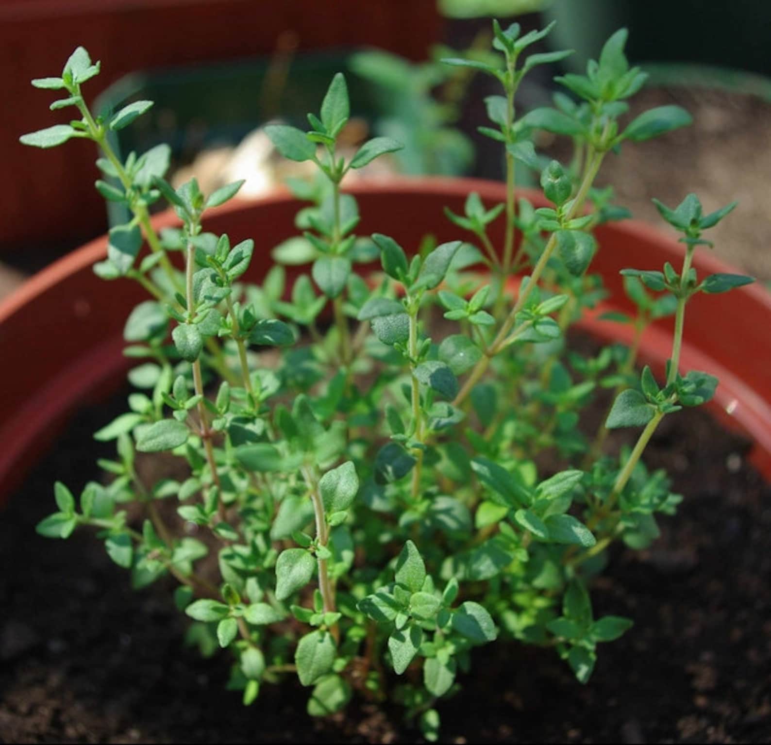Thyme Herb Seeds Common Heirloom 500 Seeds Etsy