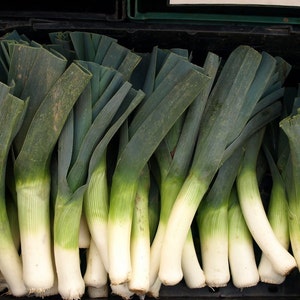 May include: A bunch of fresh green leeks with white bulbs, arranged in a black container.