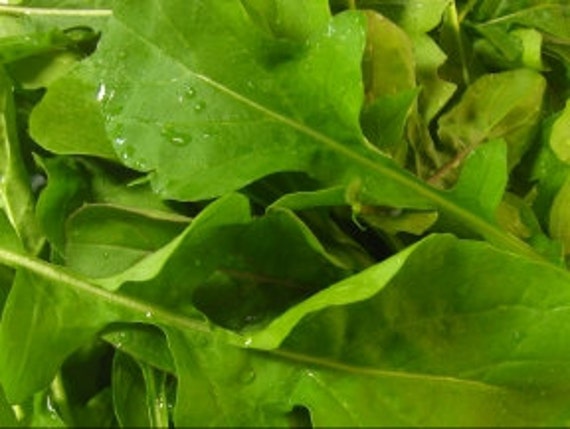 Arugula - Rocket Salat (Roquette) Heirloom Seeds