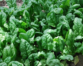 200+ Spinach Seeds- Organic- Giant Noble- Heirloom Variety