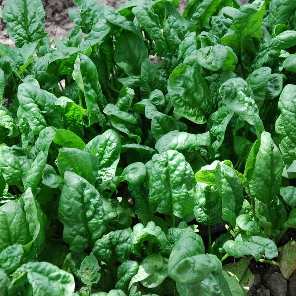 200+ Spinach Seeds- Organic- Giant Noble- Heirloom Variety