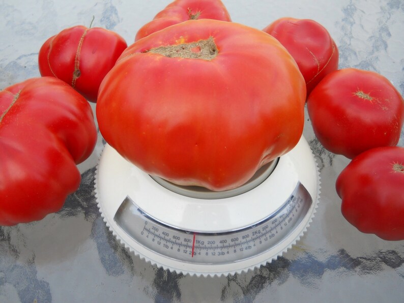 45+ Samen AKTION! Kirschtomaten Paket aus 9 Sorten Cherry Tomato