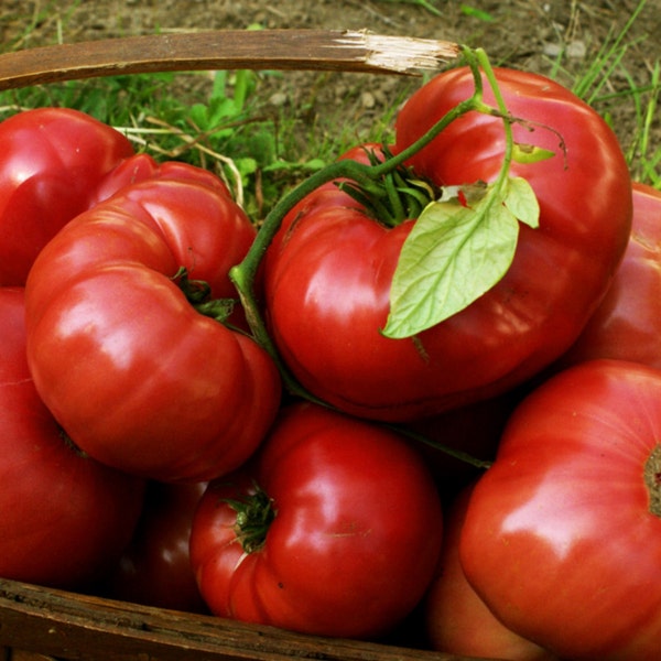 75+ Pink Brandywine Tomato Seeds- Heirloom Variety