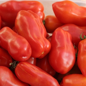 San Marzano Heirloom Tomato Seeds- 40+ Seeds