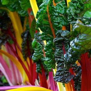 100+ Swiss Chard Seeds- Rainbow Mix