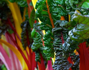 100+ Swiss Chard Seeds- Rainbow Mix