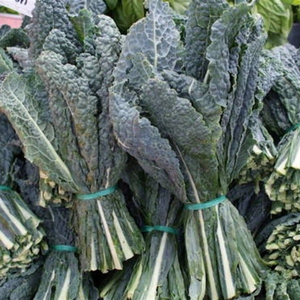 Kale Seed Assortment- Red Kale (300 Seeds), Black Kale (400), and Siberian Kale (500)