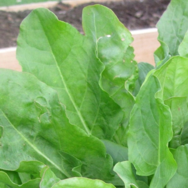 French Sorrel Seeds- Heirloom Lettuce Herb- 400+