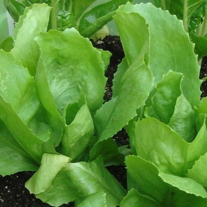 Escarole (Endive) Seeds- Batavian Full Heart- 300+ Seeds