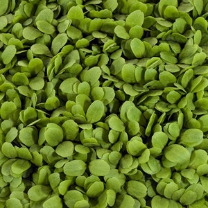 May include: A close-up image of a large amount of fresh, green microgreens. The microgreens are densely packed together, creating a lush and vibrant texture.