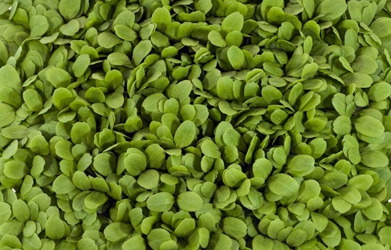 Seeds Microgreens Sprouting Non-GMO Red Salad Bowl 10,000