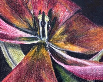 Rysunek pastelami na papierze pastelowym, unikatowe dzieło. Chwila piękna: Kwiat tulipana.