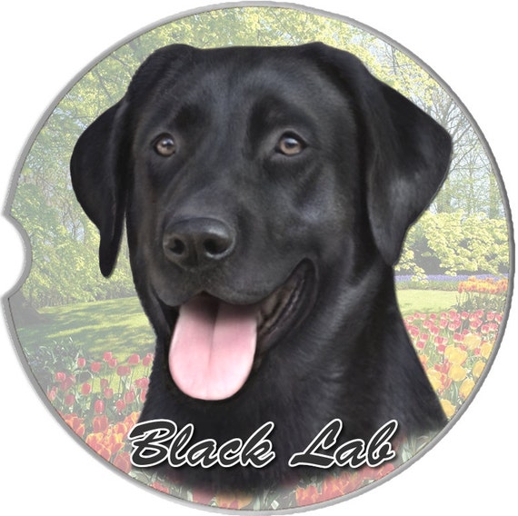 black labrador presents