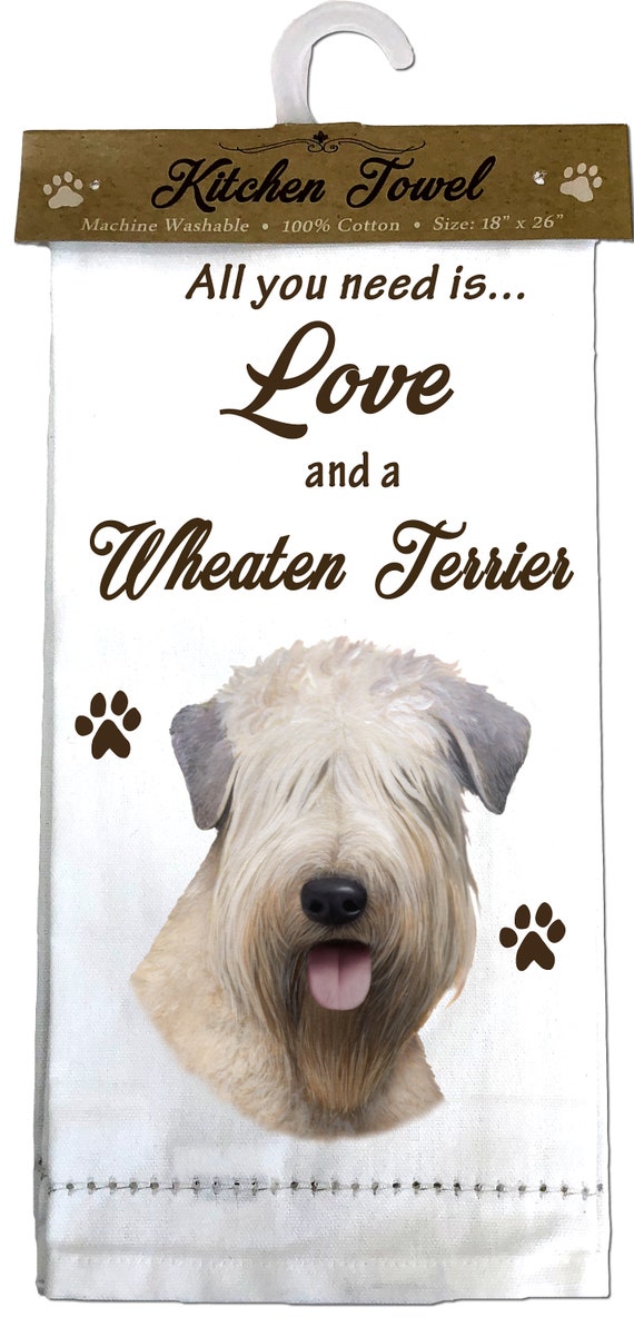 cotton wheaten terrier