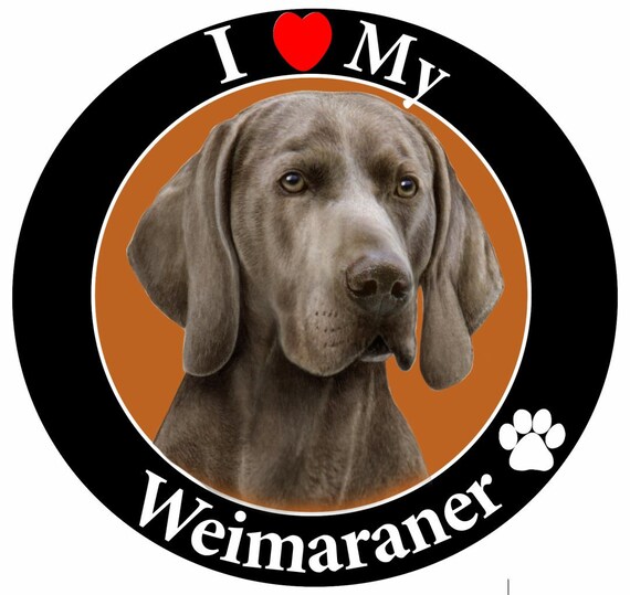 i love my weimaraner
