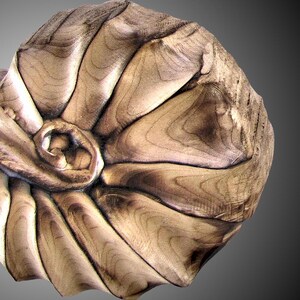 Nautilus Shell Wall Sculpture - Etsy