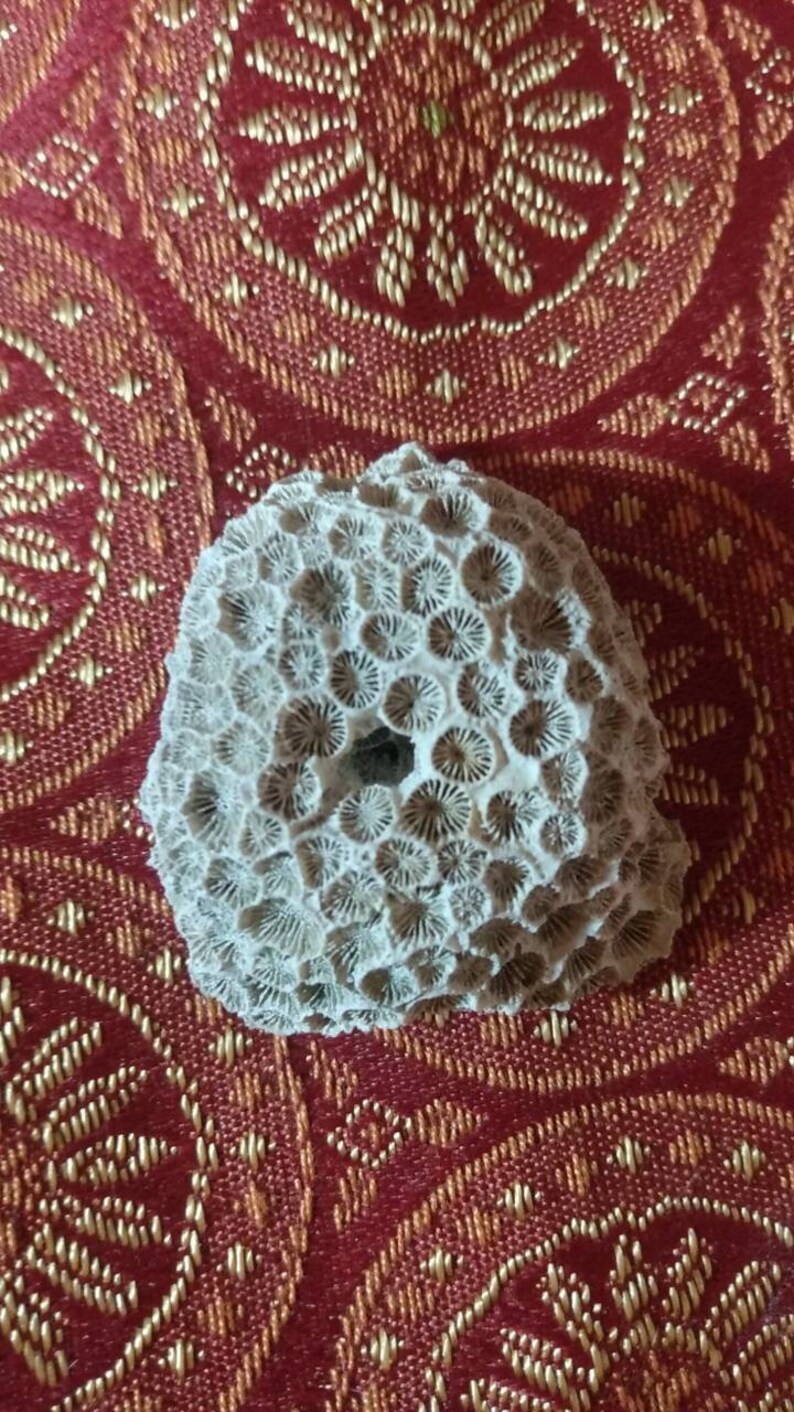 Natural Honeycomb Coral, Brain Coral Fossil Specimen,petrified White