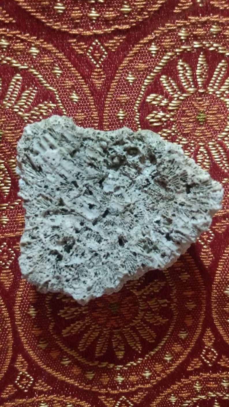 Natural Honeycomb Coral, Brain Coral Fossil Specimen,petrified White