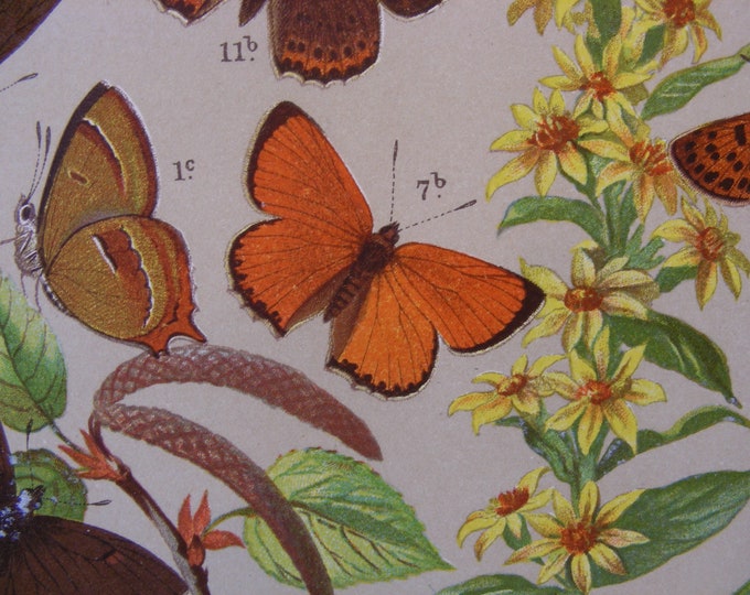 Lithograph 4, vintage butterflies