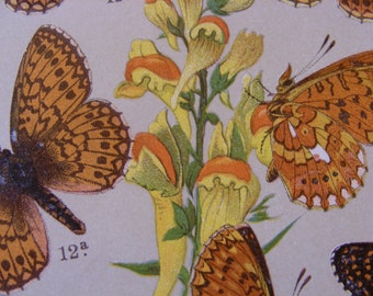 Beautiful, butterfly lithograph, crisp colours