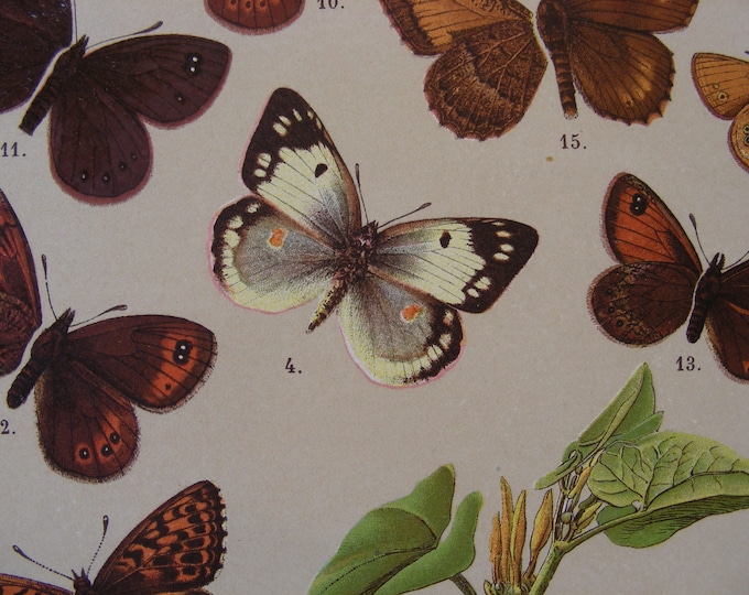 Vintage Butterfly Lithograph Book Illustration