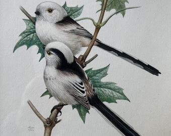 Long-Tailed Tit Print in Frame Vintage Bird Print From 1960s Long Tailed Chicadee