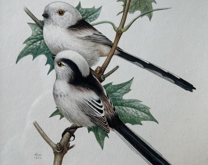 Long-Tailed Tit Print in Frame Vintage Bird Print From 1960s Long Tailed Chicadee