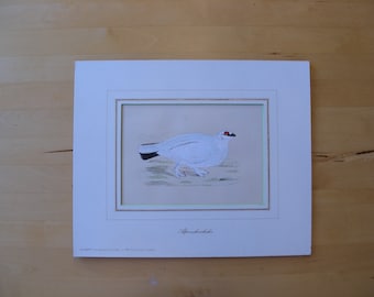 White Alpine Bird, Alpenschneehuhn Hand Colored Wood Engraving, F.O. Morris, London, Ptarmigan