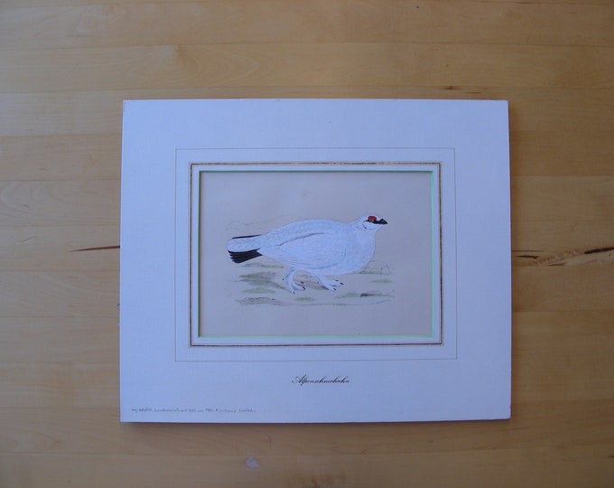 White Alpine Bird, Alpenschneehuhn Hand Colored Wood Engraving, F.O. Morris, London, Ptarmigan