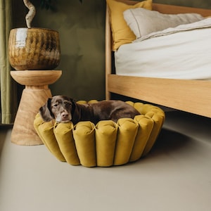 Pu&ograve; includere: Un cane marrone riposa in un letto per cani rotondo e trapuntato di colore giallo. Il letto &egrave; su un pavimento grigio chiaro in una stanza con una struttura del letto in legno e una parete verde.