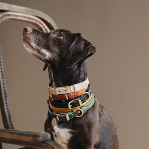 Lightweight Leather Collar for Small Dogs - Choose from Brown, Beige, Green, Yellow, Black - Vegetable Tanned, Light Brass - FIR Air Series