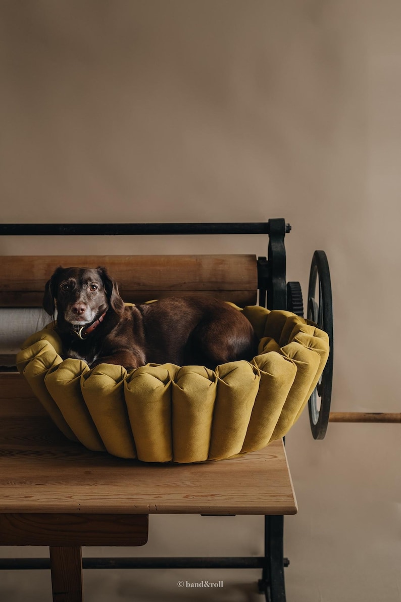 Pu&ograve; includere: Un cane marrone giace in un letto per cani giallo con volant. Il letto &egrave; su un tavolo di legno. Il cane sta guardando la telecamera.