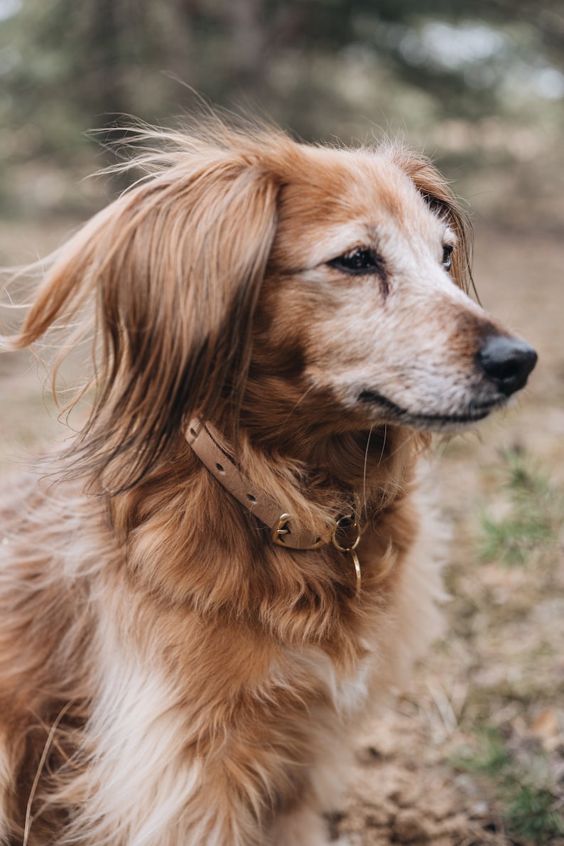 Beige Leather Collar - Nature’s Hue with Vegetable Tanned Radiance