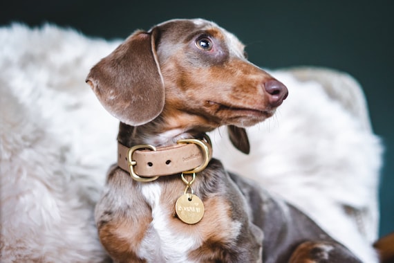 Petite Shamrock Dog Collar by Yellow Dog Design, Inc - Order Today at