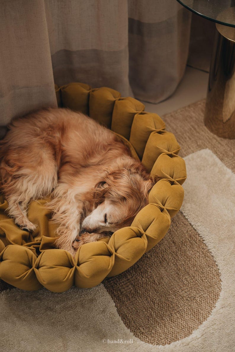 Pu&ograve; includere: Un golden retriever che dorme in un letto per cani rotondo e imbottito di colore senape. Il letto &egrave; su un tappeto beige e bianco.